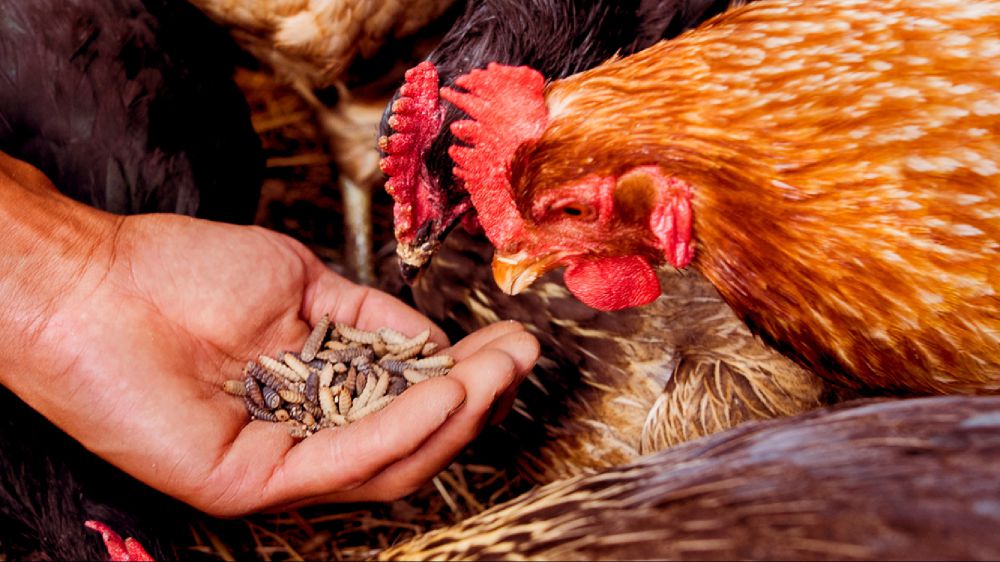 Ricerca, da scarti agricoli la farina di insetti per mangimi animali