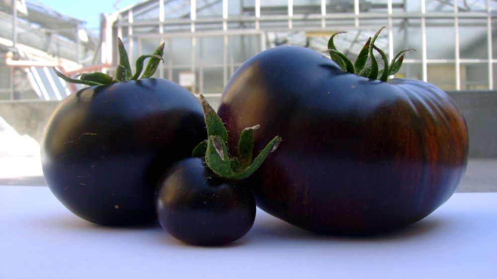 Ricerca, il pomodoro è rosso per caso, in origine era viola