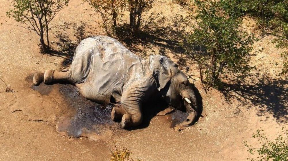 Risolto il mistero della morte di 330 elefanti in Botswana, è colpa di un'alga e non dei bracconieri
