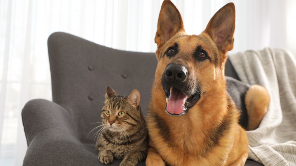 Rtl 102.5 e Arcaplanet, il veterinario Monica Burroni risponde alle vostre domande: "La convivenza tra cane e gatto è possibile"