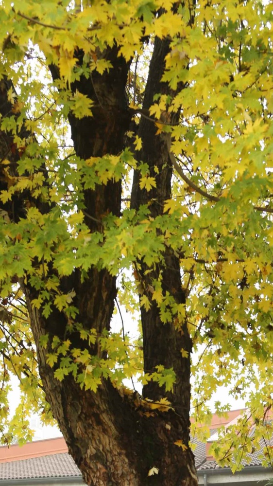 Si celebra oggi la Giornata Nazionale dell'Albero: ma gli italiani sanno quanto sono importanti gli alberi?