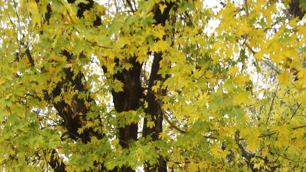 Si celebra oggi la Giornata Nazionale dell'Albero: ma gli italiani sanno quanto sono importanti gli alberi?