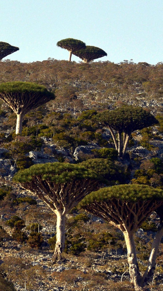 Socrota: aeroporto chiuso, 650 turisti, un centinaio italiani, bloccati sull'isola da giorni
