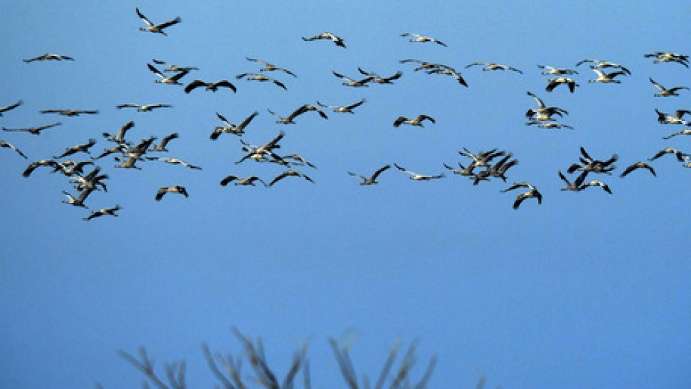 Studio sugli uccelli migratori a Oxford, straordinaria scoperta sui luoghi di nidificazione