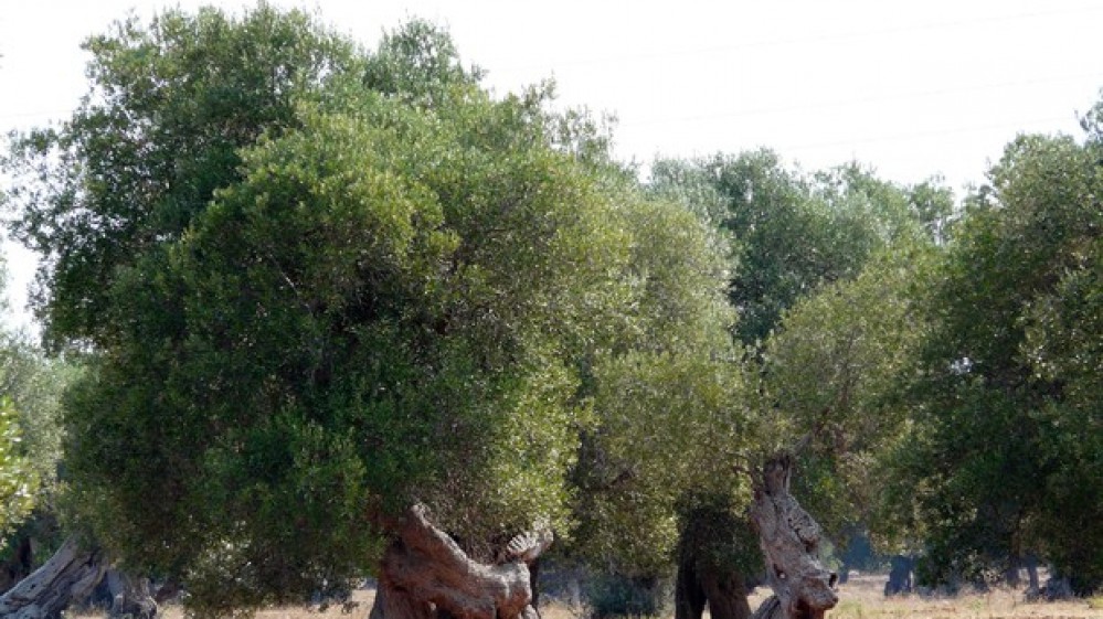 Superclassico Olio extravergine di oliva, così amato, così esportato, anche in tempi di crisi aumentano i consumi