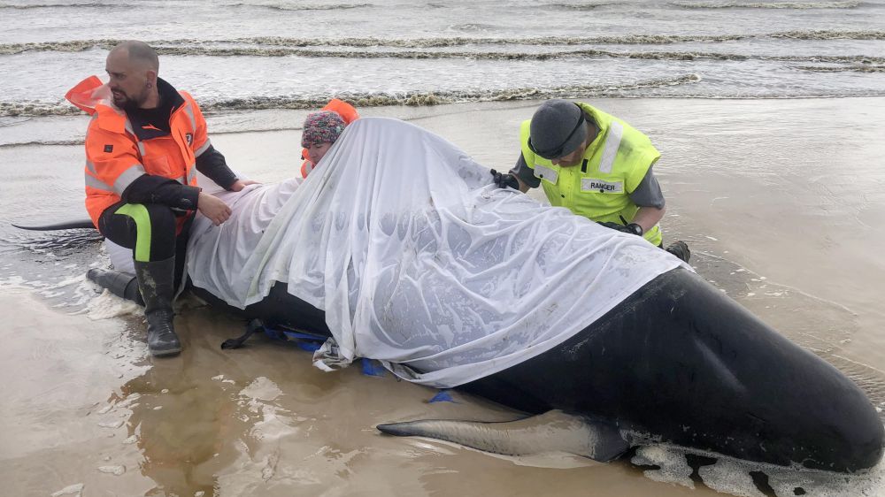Tasmania, strage di balene, quasi 400 morte spiaggiate, continuano gli sforzi per salvare le altre rimaste in vita