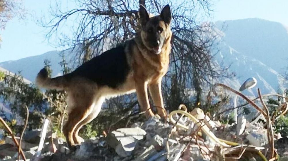 Terremoto, è morto Laga, cane eroe di Amatrice