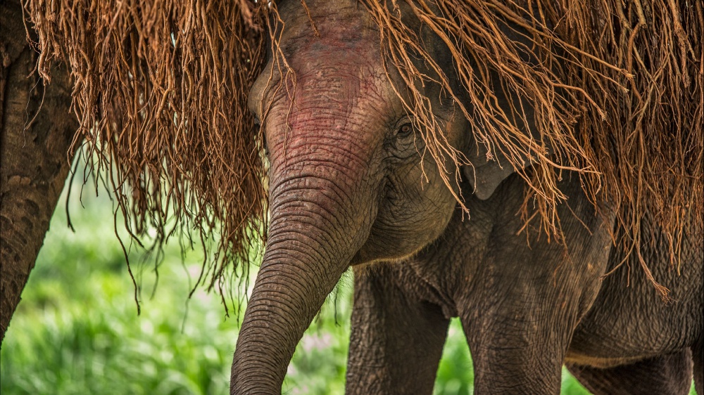 Tragedia in Sudafrica: turista spagnolo esce dall'auto del safari che stava facendo e viene travolto da un elefante