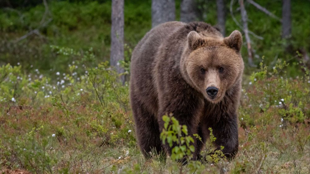 Trentino, padre e figlio feriti da un orso durante camminata sul Monte Peller