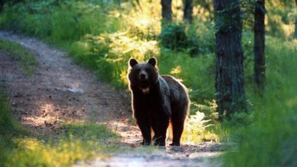 Trento, è stato identificato l'orso che aggredì padre e figlio sul Monte Peller
