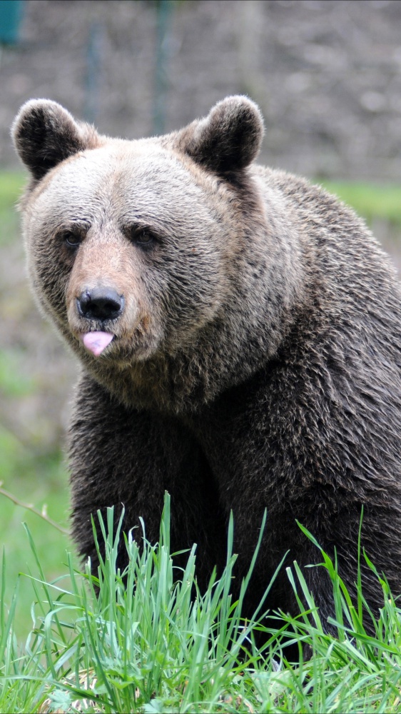 Turista aggredito da un orso in Trentino, è in ospedale