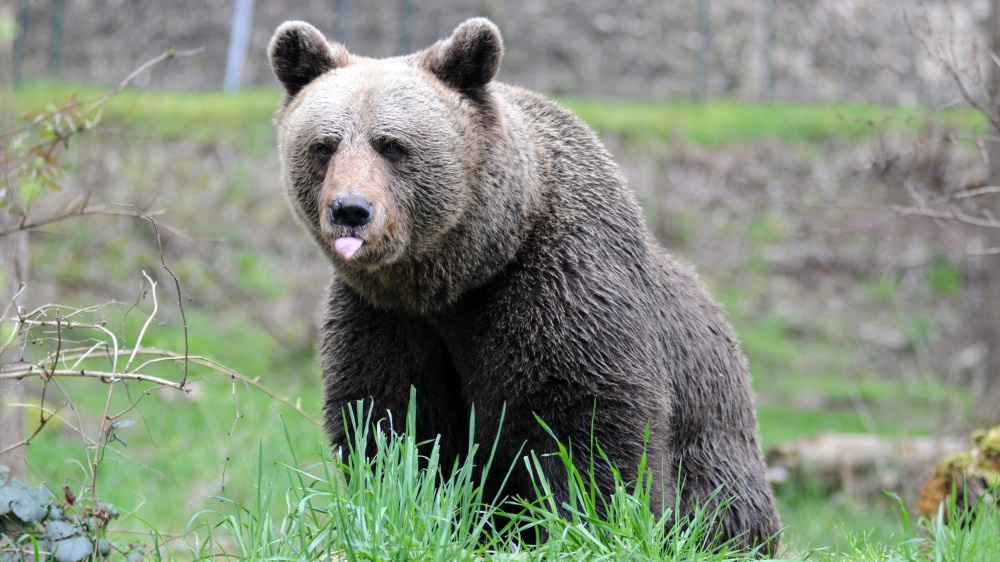 Turista aggredito da un orso in Trentino, è in ospedale