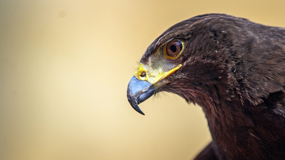 Un falco e una poiana a protezione degli scavi di Pompei. Tengono alla larga i piccioni, ma sono diventati anche una attrazione