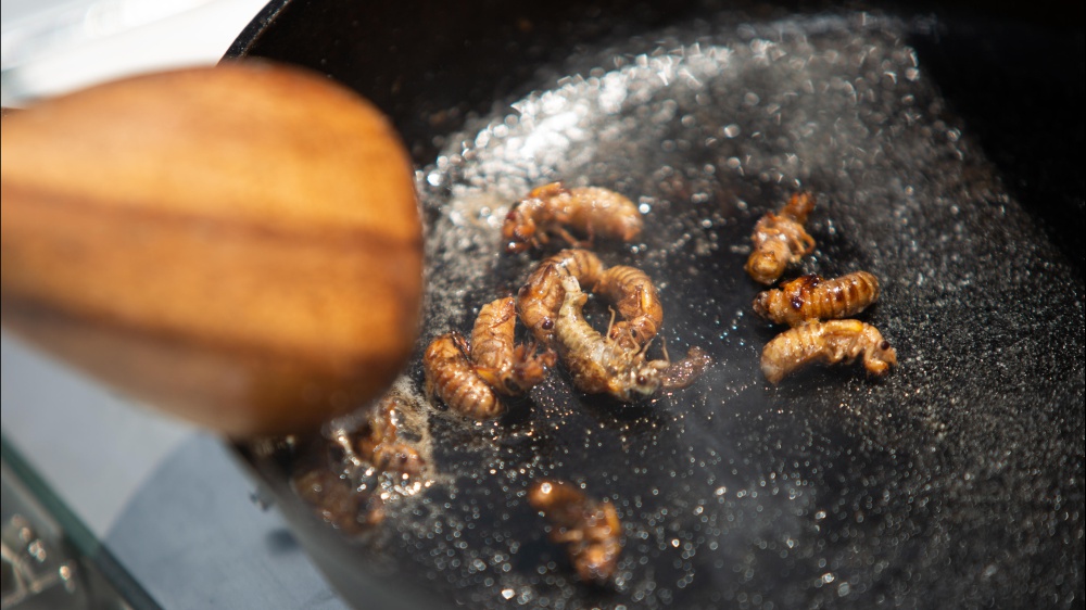 Un italiano su tre è disposto a mangiare cibi a base di insetti, lo dice una ricerca dell’Università di Bergamo