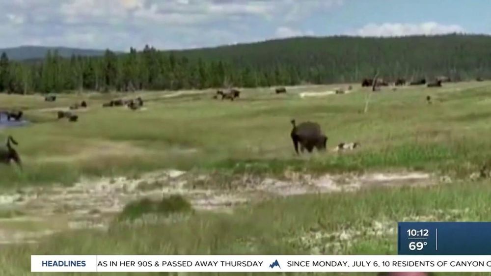 Usa, una donna si salva dalla carica di un bisonte fingendosi morta, il video dell'incontro è virale