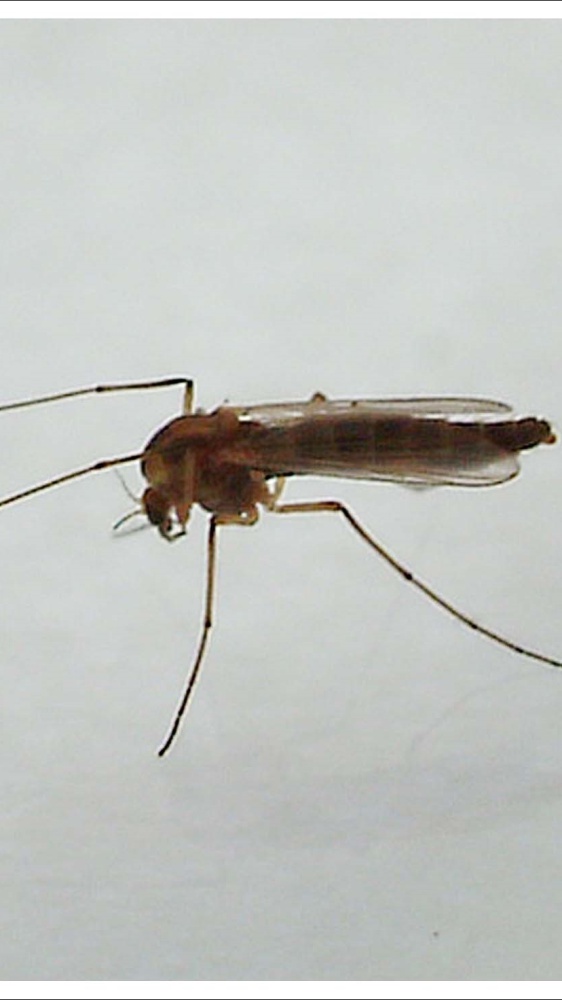 Virus West Nile: muore all'Ospedale Spallanzani un paziente 77enne fragile. E' la seconda vittima, in pochi giorni, nel Lazio