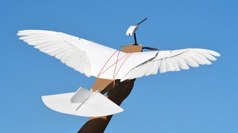 Vola il primo drone con ali da piccione e piume vere