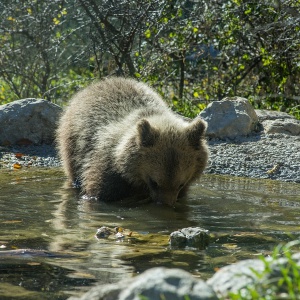 Wwf, sull'orso marsicano un segnale di speranza Wwf, sull'orso marsicano un segnale di speranza