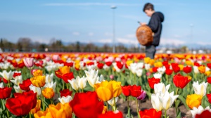 “Tulip Wonderland”,un campo di tulipani nato da una promessa d’amore
