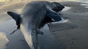 Due turisti italiani aggrediti da uno squalo nel Mar Rosso; uno è morto, l'altro è ferito