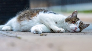 Gatto mio adorato: oggi si celebra la giornata nazionale  dedicata alla star dei felini