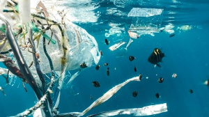 Giornata mondiale dell’ambiente: la plastica arriva nelle arterie