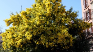 Giorni della Merla contraddetti dagli anticipi di primavera. Gli esperti prevedono tempo stabile fino a due settimane