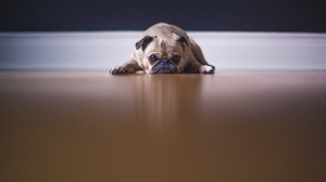 I cani annusano lo stress umano, l'odore li rende pessimisti. Una ricerca per capire meglio il miglior amico dell'uomo 
