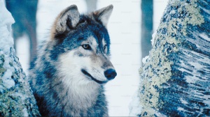Il metalupo: il primo animale estinto tornato a vivere, oppure no? La comunità scientifica solleva dubbi