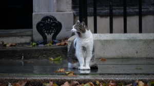 Il Regno Unito alle elezioni: il gatto Larry si prepara ad accogliere il suo sesto premier