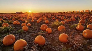 In uno studio di Coldiretti la nuova tendenza per Halloween 2025, è boom dello zuccaturismo 