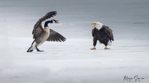 Le immagini di un'aquila, simbolo USA, che attacca in picchiata un'oca canadese diventano virali. Alla fine la spunta l'oca 