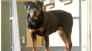 Roma, muore un cinquantenne a Manziana sbranato da tre rottweiler mentre fa jogging