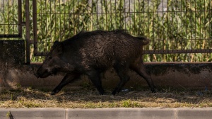 Roma, uomo investe un cinghiale e muore