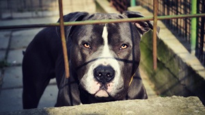 Salerno, bimbo di 13 mesi azzannato e ucciso da due pitbull, ferita anche la madre