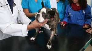 Sempre più italiani hanno un animale da affezione in casa, il fenomeno fa crescere la cosiddetta Pet Economy in Italia
