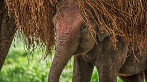 Tragedia in Sudafrica: turista spagnolo esce dall'auto del safari che stava facendo e viene travolto da un elefante. 