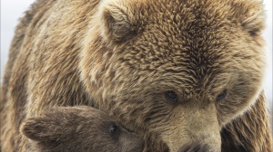 Uccisa in Trentino, l'orsa Kj1: era considerata pericolosa, protestano gli animalisti