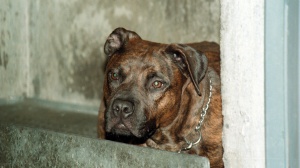 Uomo aggredito dai cani, muore nel palermitano. Si indaga sul caso della piccola sbranata dal pitbull di famiglia