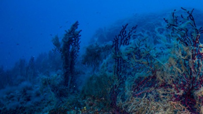 Alle Maldive  muore  un soccorritore  impegnato nella ricerca dei 4 italiani dispersi  