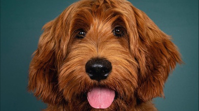 C’è un mondo oltre la coda che scodinzola, storie ed esperienze per imparare a capire il proprio cane: Antonio Puccio ci porta dietro le quinte del suo libro