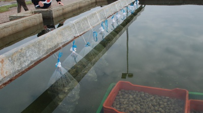 Epatite A a Napoli, allarme dell'Asl per la diffusione del virus, ordinanza del sindaco Manfredi