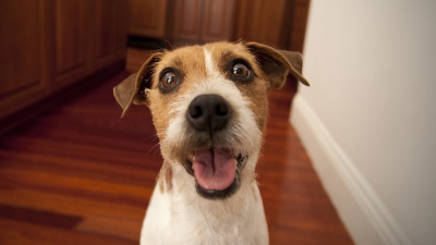 Estate in viaggio con cani e gatti, i consigli per una vacanza sicura 