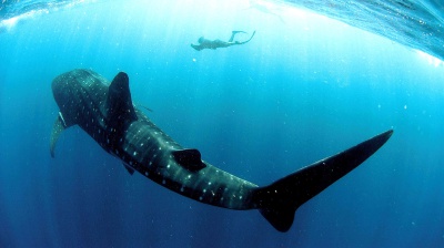 L'80% degli squali balene ha tagli e cicatrici dovute al turismo. E' una specie a rischio estinzione 