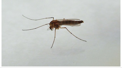 Virus West Nile: muore all'Ospedale Spallanzani un paziente 77enne fragile. E' la seconda vittima, in pochi giorni, nel Lazio 