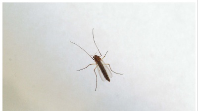 Virus West Nile, muore anziana a Fondi, sei casi confermati nel Lazio, due in condizioni critiche