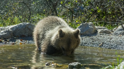 Wwf, sull'orso marsicano un segnale di speranza  