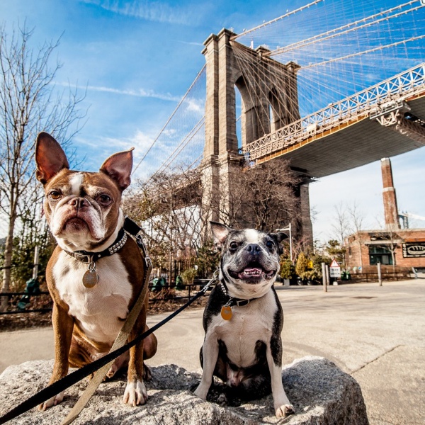 A New York si organizzano gite nei boschi per cani