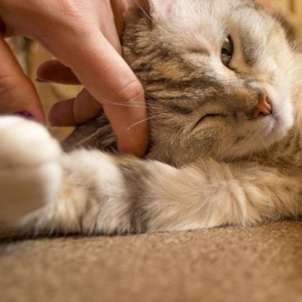 Anche i gatti si affezionano al loro padrone umano