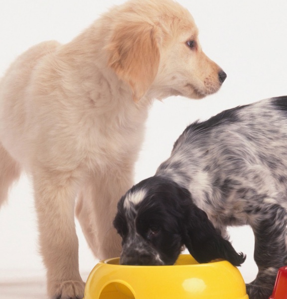 Animali domestici, spesa cibo vola a oltre 2 miliardi di euro